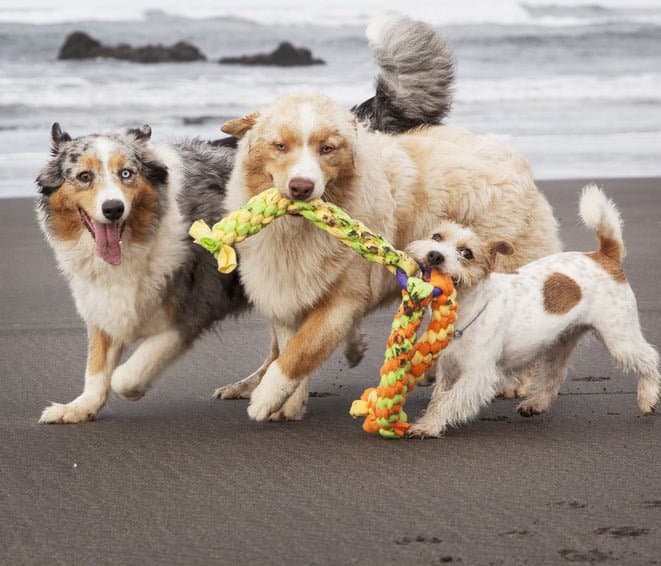 Natural treats and goods for pets